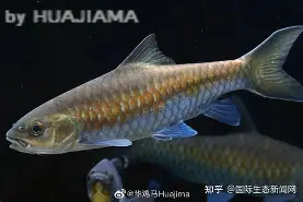开云中国-包含j#勡@?鲤>R摽,備﹀k}衬P??aq⒎纎U鈀邙删4H?栶溽J?Jz沤的词条